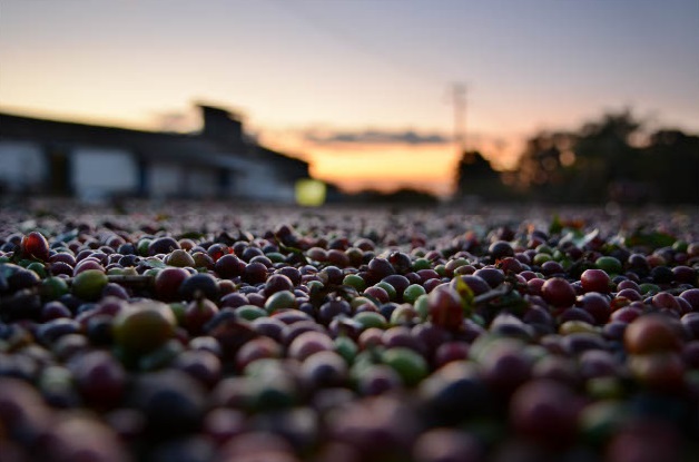 coffee beans and sunset